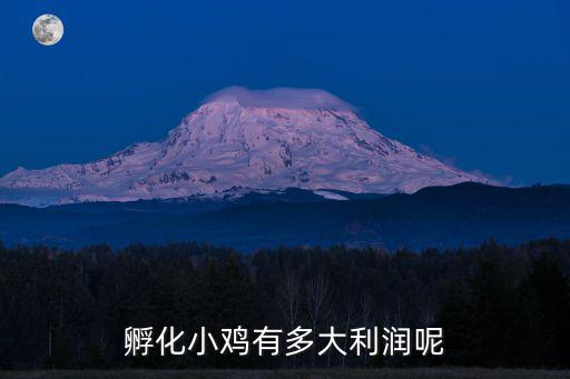 孵化小雞有多大利潤呢