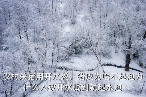 農村殺豬用開水燙，豬皮為啥不起泡為什么人被開水濺到就起水泡
