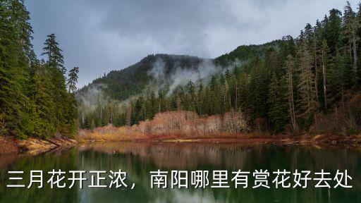 3月南陽(yáng)春天哪里好玩,南陽(yáng)哪里有賞花好去處