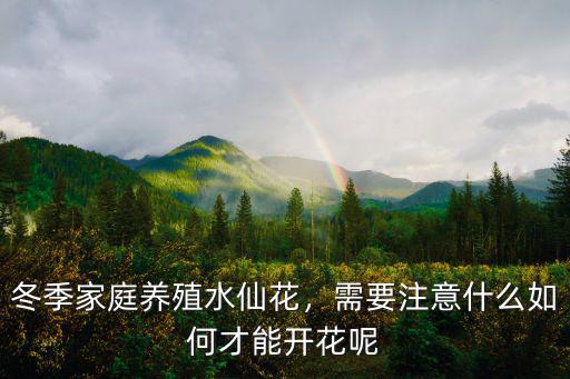冬季家庭養殖水仙花，需要注意什么如何才能開花呢
