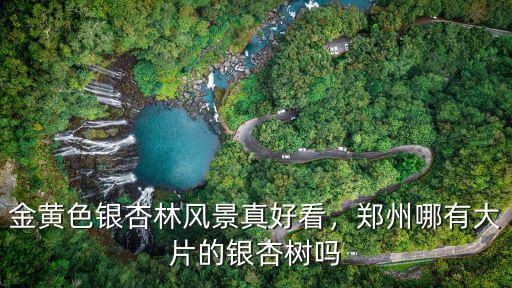 金黃色銀杏林風(fēng)景真好看，鄭州哪有大片的銀杏樹嗎