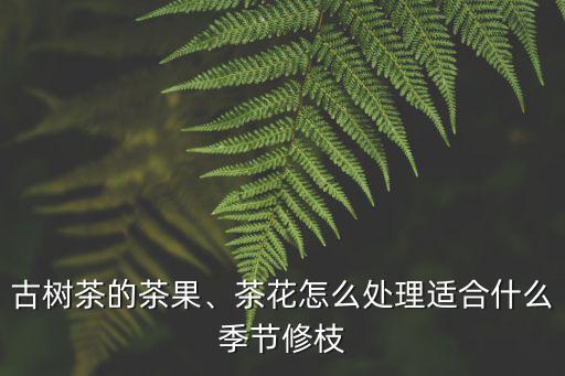 古樹茶的茶果、茶花怎么處理適合什么季節修枝