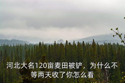 河北大名120畝麥田被鏟，為什么不等兩天收了你怎么看