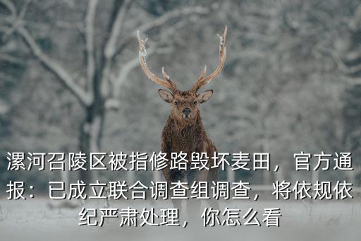 漯河召陵區(qū)被指修路毀壞麥田，官方通報：已成立聯(lián)合調查組調查，將依規(guī)依紀嚴肅處理，你怎么看