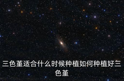 三色堇適合什么時(shí)候種植如何種植好三色堇