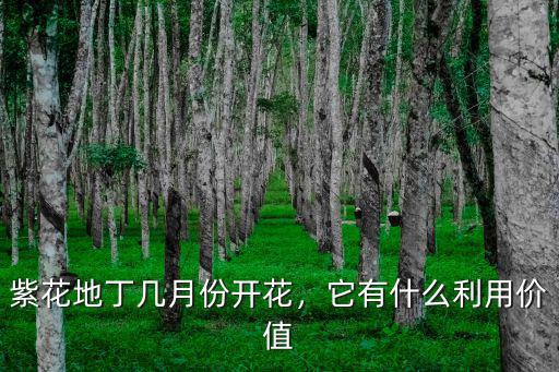 洛陽哪里有賣紫花地丁的,紫花地丁的藥用價值有哪些