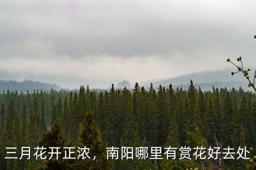 三月花開正濃，南陽(yáng)哪里有賞花好去處