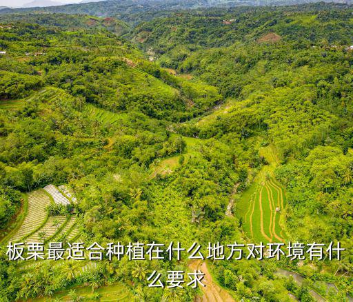 板栗最適合種植在什么地方對環境有什么要求