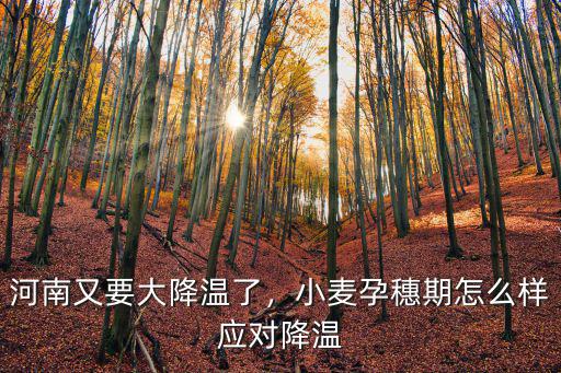 河南又要大降溫了，小麥孕穗期怎么樣應(yīng)對(duì)降溫