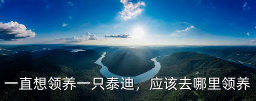 一直想領(lǐng)養(yǎng)一只泰迪，應(yīng)該去哪里領(lǐng)養(yǎng)