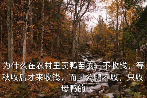 洛陽哪里有批發小雞小鴨苗的,買來的小鴨子小雞