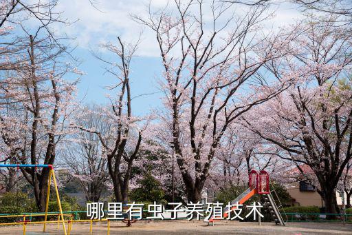 哪里有蟲子養(yǎng)殖技術