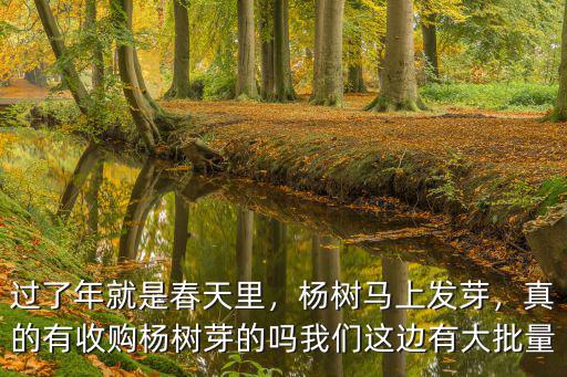 過了年就是春天里，楊樹馬上發芽，真的有收購楊樹芽的嗎我們這邊有大批量