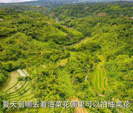夏天到哪去看油菜花哪里可以拍油菜花