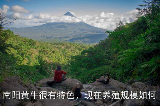 南陽黃牛很有特色，現在養殖規模如何