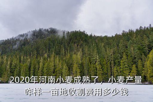 2020年河南小麥成熟了，小麥產量咋樣一畝地收割費用多少錢