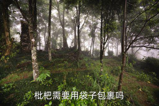 枇杷需要用袋子包裹嗎