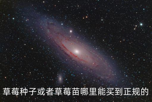 草莓種子或者草莓苗哪里能買到正規(guī)的