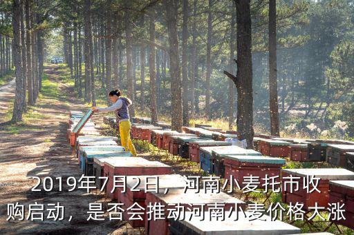 2019年7月2日，河南小麥托市收購啟動，是否會推動河南小麥價格大漲