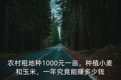 農村租地種1000元一畝，種植小麥和玉米，一年究竟能賺多少錢