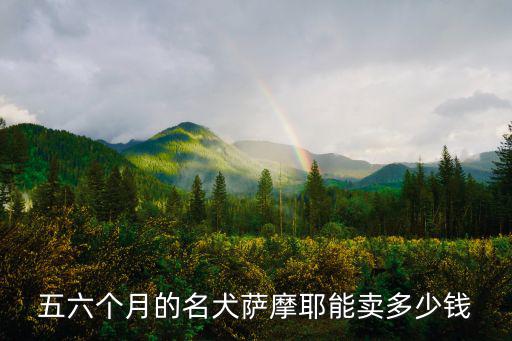 五六個月的名犬薩摩耶能賣多少錢