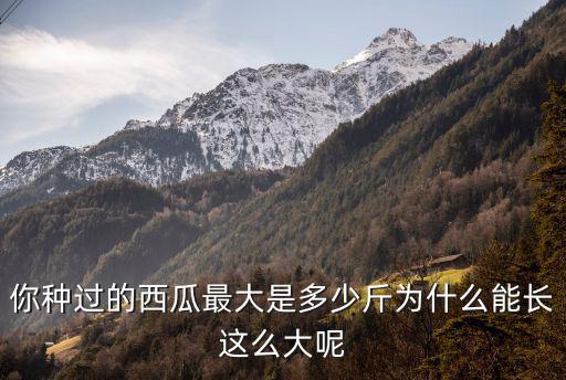 你種過的西瓜最大是多少斤為什么能長這么大呢