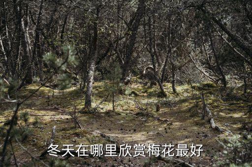 冬天在哪里欣賞梅花最好
