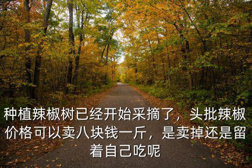 種植辣椒樹已經開始采摘了，頭批辣椒價格可以賣八塊錢一斤，是賣掉還是留著自己吃呢
