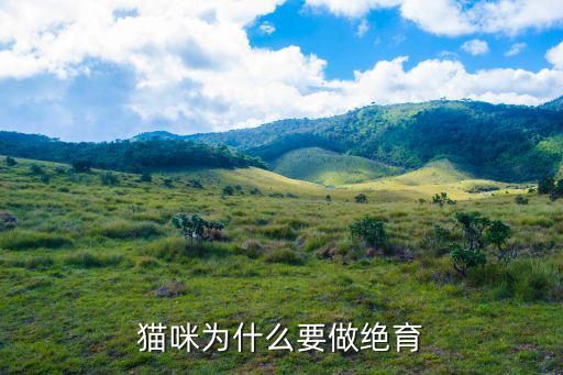 貓咪為什么要做絕育