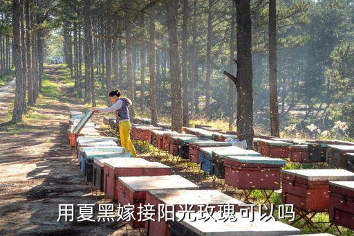 開封夏黑嫁接陽光玫瑰多少錢一株,繁殖嫁接陽光玫瑰方法