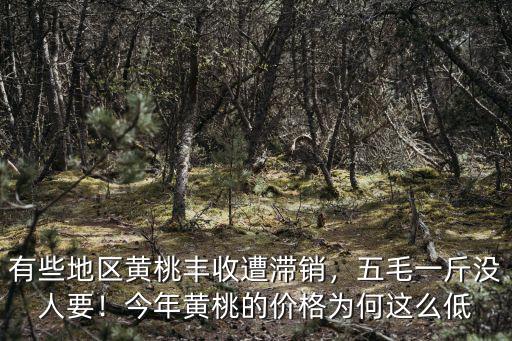 河南蘭考縣的黃桃多少錢一斤,黃桃的價格現在多少錢一斤