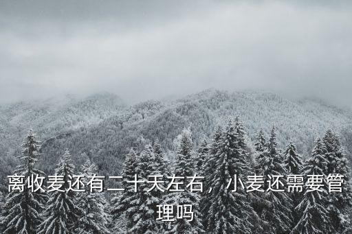 離收麥還有二十天左右，小麥還需要管理嗎
