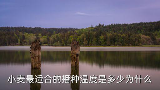 小麥最適合的播種溫度是多少為什么