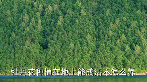 牡丹花種植在地上能成活不怎么養