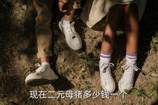 現在二元母豬多少錢一個