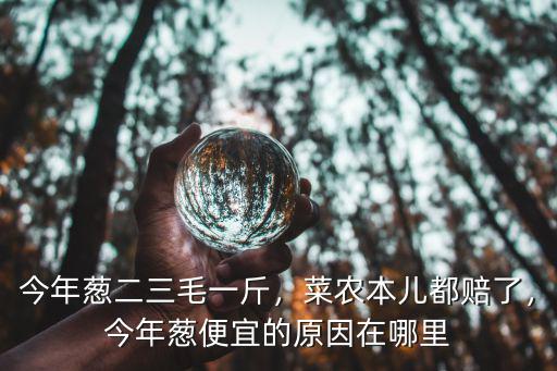 今年蔥二三毛一斤，菜農(nóng)本兒都賠了，今年蔥便宜的原因在哪里