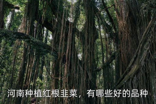 河南種植紅根韭菜，有哪些好的品種