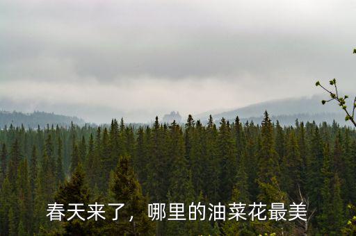 春天來了，哪里的油菜花最美