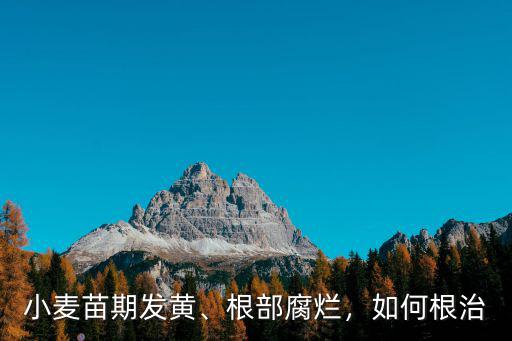 開封小麥腐爛怎么回事,小麥大片死亡怎么回事