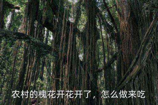 農(nóng)村的槐花開花開了，怎么做來吃