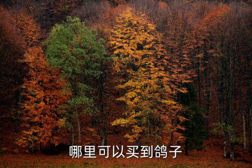 鄭州南三環(huán)哪里有賣活鴿子的,哪里可以買到鴿子