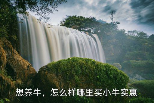 想養牛，怎么樣哪里買小牛實惠
