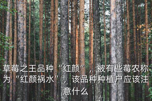 草莓之王品種“紅顏”，被有些莓農(nóng)稱為“紅顏禍水”，該品種種植戶應(yīng)該注意什么