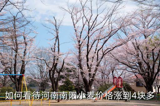 如何看待河南南陽小麥價格漲到4塊多