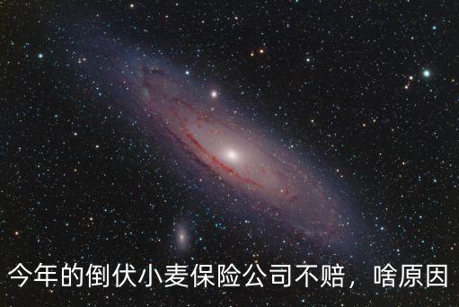 今年的倒伏小麥保險公司不賠，啥原因