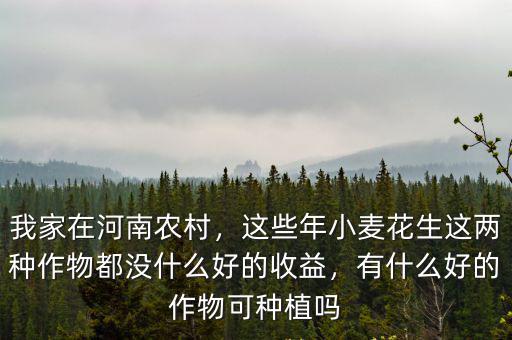 我家在河南農村，這些年小麥花生這兩種作物都沒什么好的收益，有什么好的作物可種植嗎