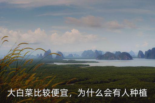 大白菜比較便宜，為什么會(huì)有人種植