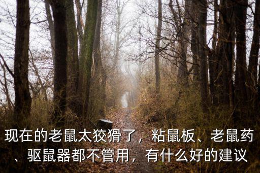 現在的老鼠太狡猾了，粘鼠板、老鼠藥、驅鼠器都不管用，有什么好的建議