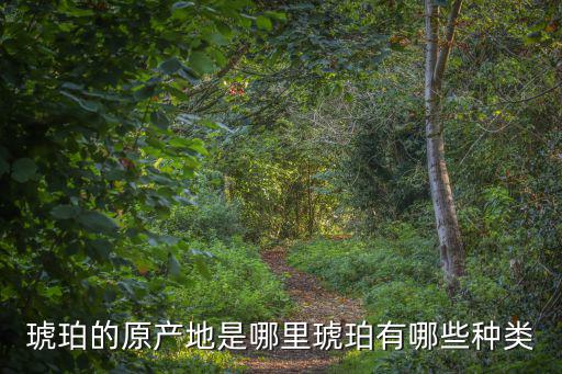 琥珀的原產地是哪里琥珀有哪些種類