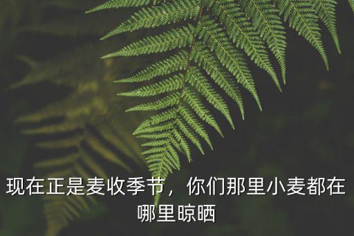 現(xiàn)在正是麥?zhǔn)占竟?jié)，你們那里小麥都在哪里晾曬